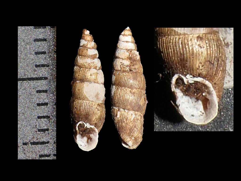 Clausiliidae dai Simbruini 4